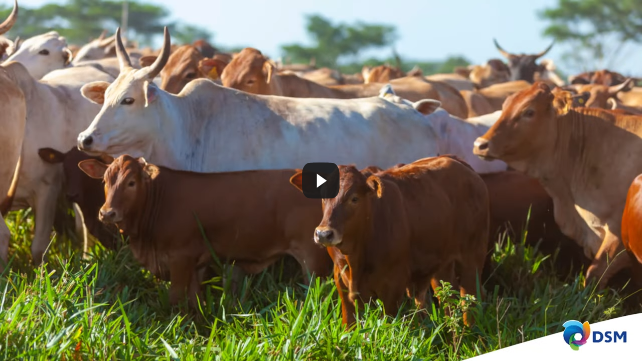 Reducing Methane Emissions from Livestock