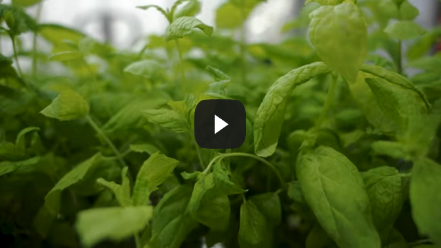 Vertical Farming Takes Food Production to Greater Heights