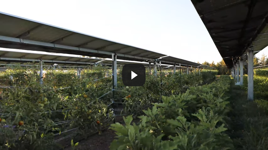 Agrivoltaics: Solar Farm to Table