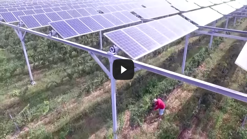Solar panels help winemaker fight climate change