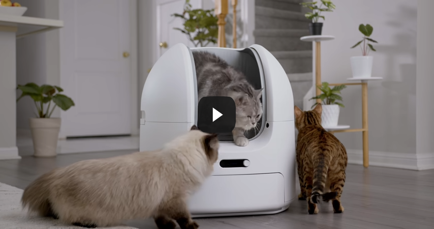 Choueer | ChouBox | The best automatic cat litter box in 2022 | Official Launch